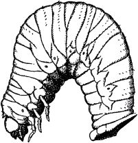 Жан-Анри Фабр - Жизнь насекомых. Рассказы энтомолога