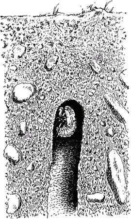 Жан-Анри Фабр - Жизнь насекомых. Рассказы энтомолога