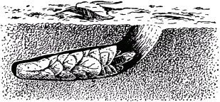 Жизнь насекомых. Рассказы энтомолога