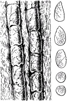 Жан-Анри Фабр - Жизнь насекомых. Рассказы энтомолога