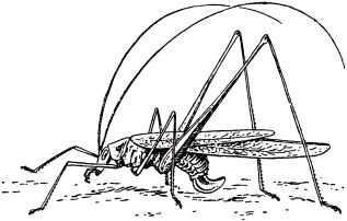 Жан-Анри Фабр - Жизнь насекомых. Рассказы энтомолога