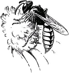 Жан-Анри Фабр - Жизнь насекомых. Рассказы энтомолога