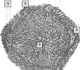 Коллектив авторов - Избранные лекции по факультетской хирургии: учебное пособие