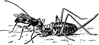 Жизнь насекомых. Рассказы энтомолога