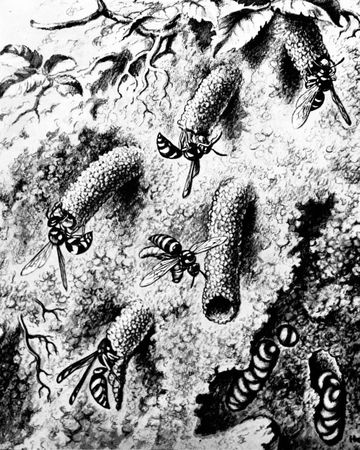 Жан-Анри Фабр - Жизнь насекомых. Рассказы энтомолога