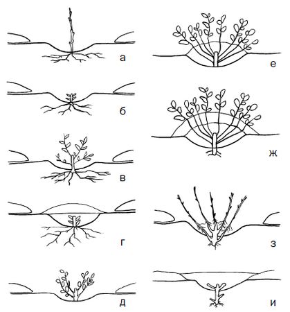 Галина Серикова - Прививка плодовых деревьев: распространенные ошибки и секреты...