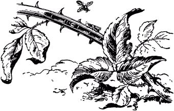 Жан-Анри Фабр - Жизнь насекомых. Рассказы энтомолога