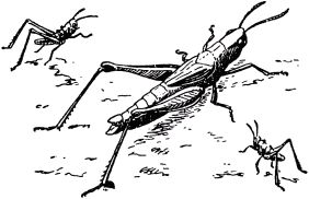 Жан-Анри Фабр - Жизнь насекомых. Рассказы энтомолога