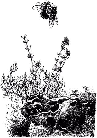 Жан-Анри Фабр - Жизнь насекомых. Рассказы энтомолога