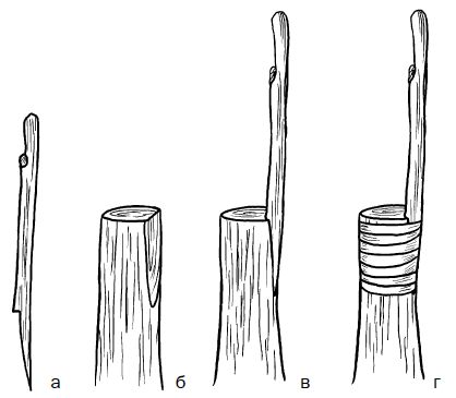 Галина Серикова - Прививка плодовых деревьев: распространенные ошибки и секреты...