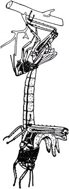 Жан-Анри Фабр - Жизнь насекомых. Рассказы энтомолога