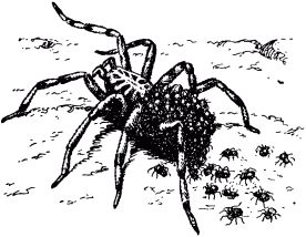 Жан-Анри Фабр - Жизнь насекомых. Рассказы энтомолога