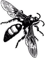 Жан-Анри Фабр - Жизнь насекомых. Рассказы энтомолога