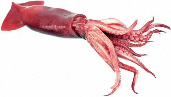 Надежда Бондаренко, Наталья Шинкарёва - Кулинарная энциклопедия. Том 10. И-К...