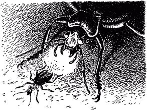 Жан-Анри Фабр - Жизнь насекомых. Рассказы энтомолога