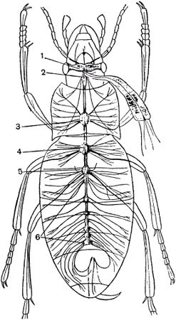 Жан-Анри Фабр - Жизнь насекомых. Рассказы энтомолога