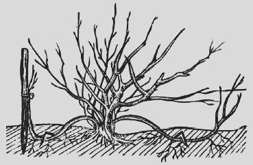 Николай Звонарев - Крыжовник. Сажаем, выращиваем, заготавливаем