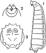 Жан-Анри Фабр - Жизнь насекомых. Рассказы энтомолога