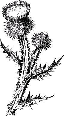 Жан-Анри Фабр - Жизнь насекомых. Рассказы энтомолога