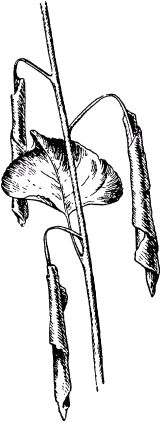 Жан-Анри Фабр - Жизнь насекомых. Рассказы энтомолога