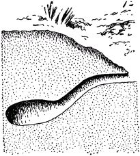 Жан-Анри Фабр - Жизнь насекомых. Рассказы энтомолога