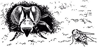 Жан-Анри Фабр - Жизнь насекомых. Рассказы энтомолога