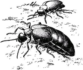 Жан-Анри Фабр - Жизнь насекомых. Рассказы энтомолога