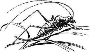 Жан-Анри Фабр - Жизнь насекомых. Рассказы энтомолога