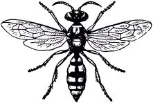 Жизнь насекомых. Рассказы энтомолога