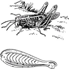Жан-Анри Фабр - Жизнь насекомых. Рассказы энтомолога