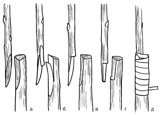 Галина Серикова - Прививка плодовых деревьев: распространенные ошибки и секреты...