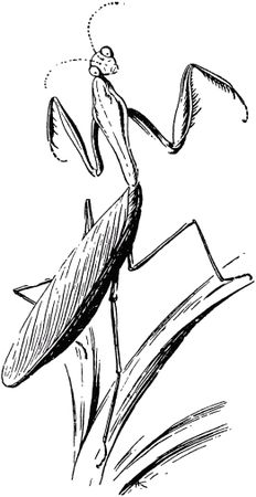 Жан-Анри Фабр - Жизнь насекомых. Рассказы энтомолога