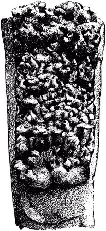 Жан-Анри Фабр - Жизнь насекомых. Рассказы энтомолога