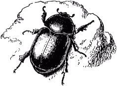 Жан-Анри Фабр - Жизнь насекомых. Рассказы энтомолога