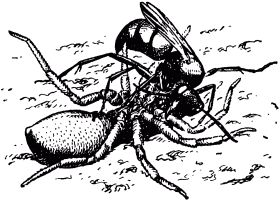 Жан-Анри Фабр - Жизнь насекомых. Рассказы энтомолога