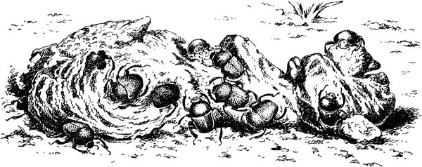 Жан-Анри Фабр - Жизнь насекомых. Рассказы энтомолога