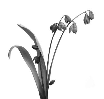 Ольга Зьомко, Дмитрий Сухаревский - Как заработать на фотографии в Интернете