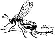 Жизнь насекомых. Рассказы энтомолога