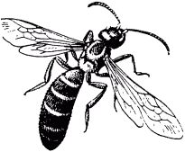 Жан-Анри Фабр - Жизнь насекомых. Рассказы энтомолога