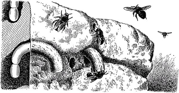 Жан-Анри Фабр - Жизнь насекомых. Рассказы энтомолога