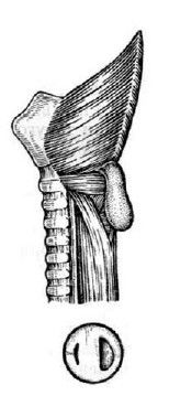 Коллектив авторов - Избранные лекции по факультетской хирургии: учебное пособие