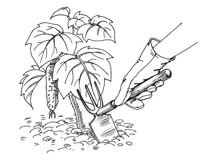 Елена Шкитина - Выращивание основных видов овощных культур. Технология богатых...