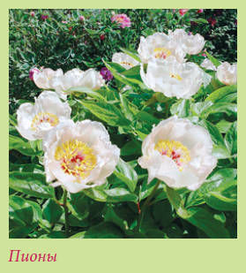 Мария Згурская - Китайский и японский сад