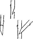 Оксана Петросян - Садовые деревья и кустарники