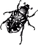 Жан-Анри Фабр - Жизнь насекомых. Рассказы энтомолога