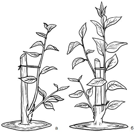 Галина Серикова - Прививка плодовых деревьев: распространенные ошибки и секреты...
