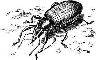 Жан-Анри Фабр - Жизнь насекомых. Рассказы энтомолога