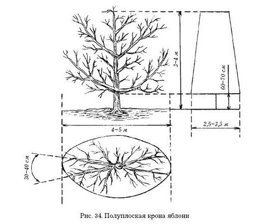 Оксана Петросян - Садовые деревья и кустарники