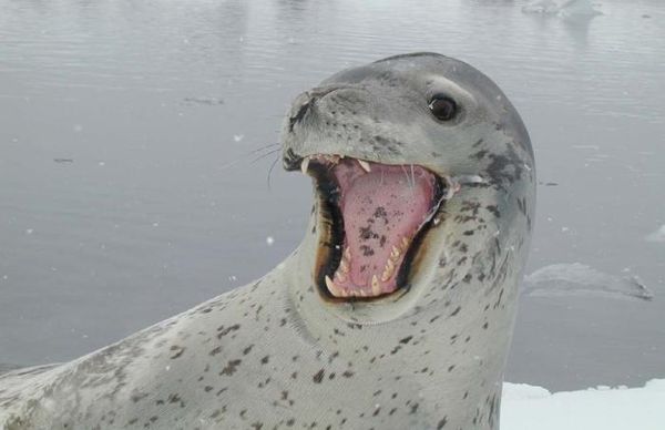 Владимир Ромашкин - Загадки исчезнувших цивилизаций. Часть I. Загадочная Антарктида