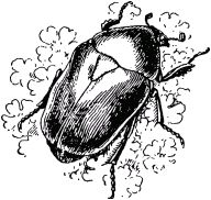 Жан-Анри Фабр - Жизнь насекомых. Рассказы энтомолога